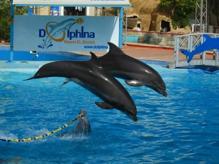 دولفينا بارك شرم الشيخ
